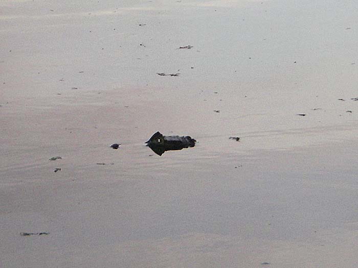 This one, about a metre and a half, came to investigate my splashing lure at dusk.