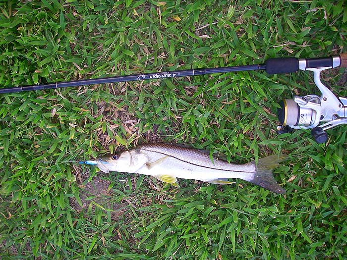 Only a couple of pounds and well hooked on the little Redgill.