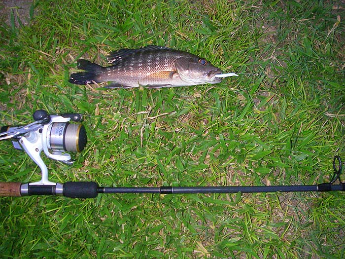 I think that this is a young cubera snapper, again taken on the spinning tackle.