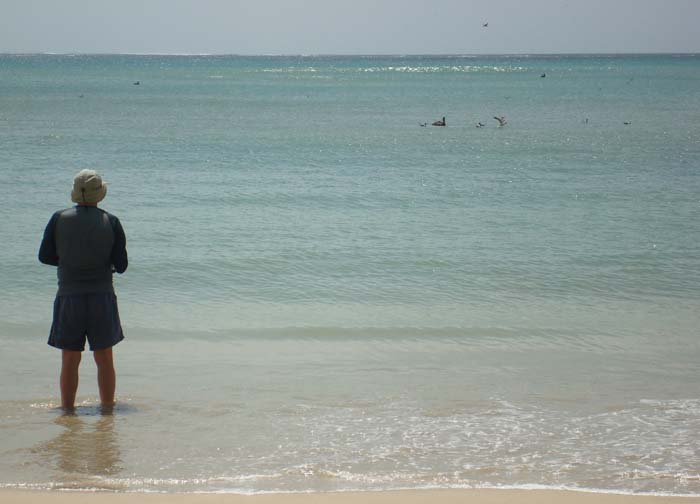 Where there are bait fish there will be pelicans but it doesn't always indicate the presence of big predators..