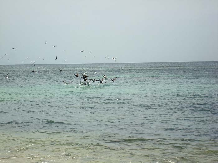 Feeding terns and noddies (the brown ones) are almost a guarantee of fish attacking from below but you have to get your lure into the area quickly.