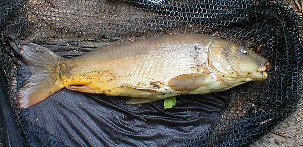 This one took a huge lump of crust from a dense reed bed.