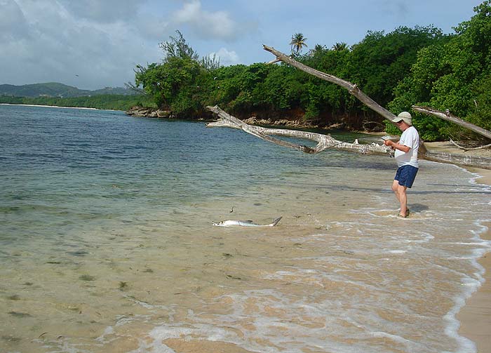 No bother! Having said that even these fish are a handful when it comes to picking them up..