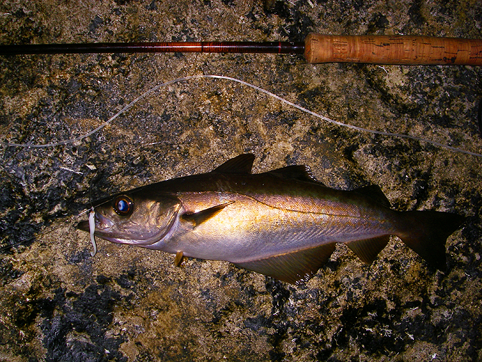 I was well pleased with this fish. It's always nice to catch something when you get up early.