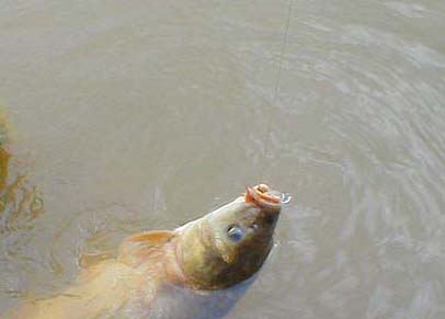 This one engulfed an even bigger bit of crust.