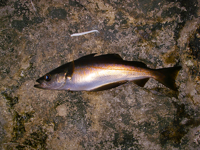 This one's a bit younger and still has traces of the blue scribbles that decorate the young fish..