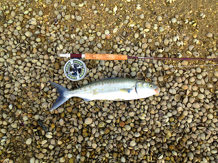 These fish remind me of mackerel and at three pounds they are 'the business.'