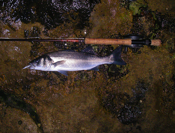 This one took the Redgill well and put up a good show on the fly gear.