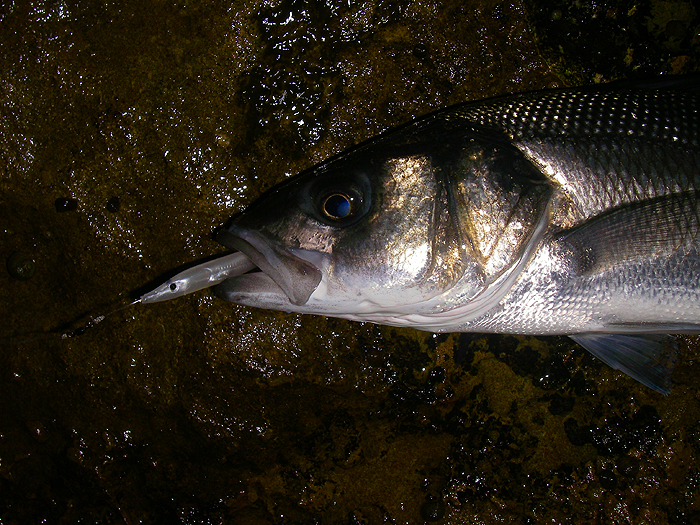 The stainless hook had a good grip on this fish and took me a little while to extract.'