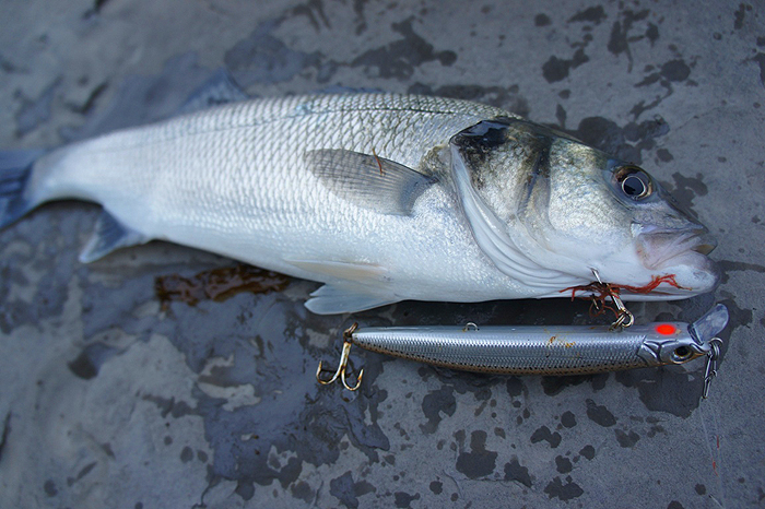 Robs bass taken on an Angel's Kiss lure.