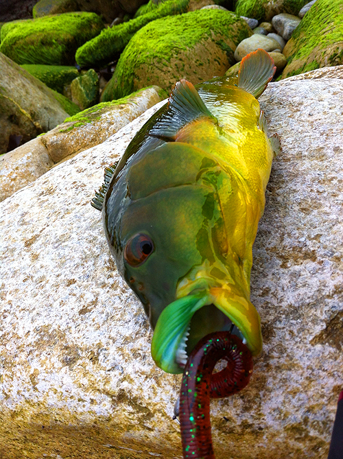 Adrian's wrasse. The plastic looks a bit like a lugworm. It was the first time he'd tried the technique.'