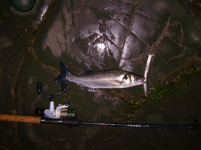 The first of the four that I landed on my first early morning spinning trip.'