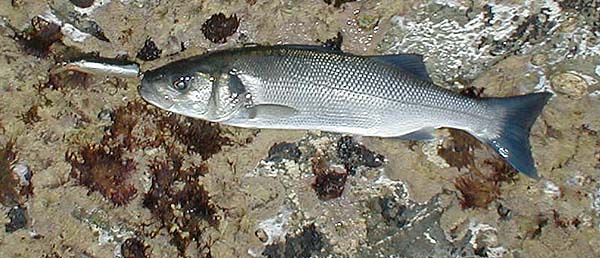 Only a smallish bass but this one took the J13 just before I lost it when a big fish snagged me up.