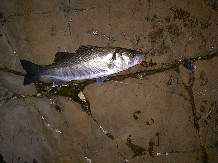 Not quite what I intended to catch.'