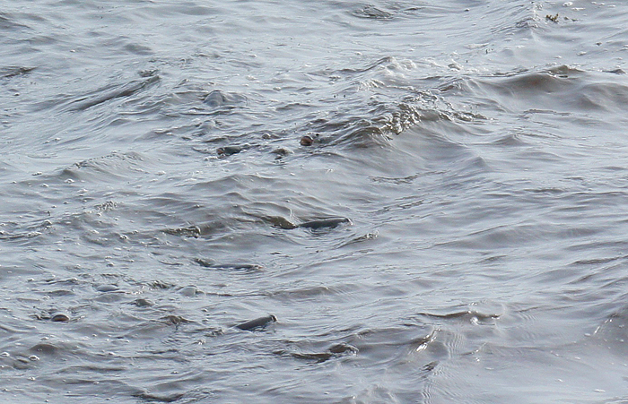 Bill took this excellent picture of the feeding mullet on our first evening.'