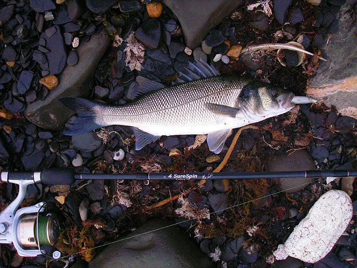 My insomnia resulted in a nice catch of fish like this one.'