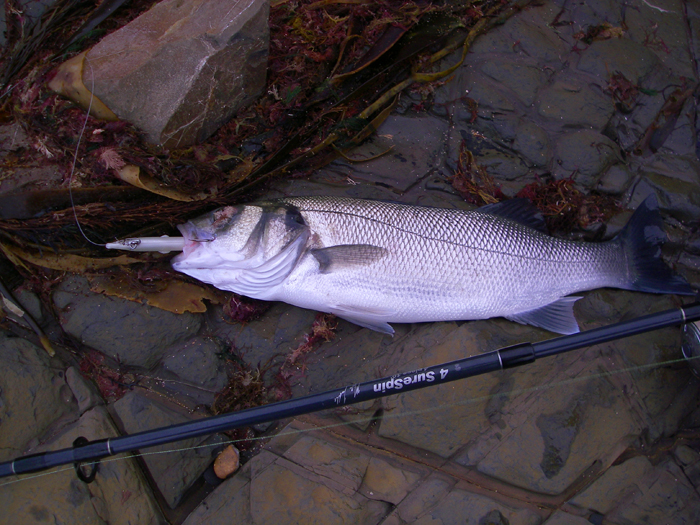 This little fellow took my Redgill well and put up a decent scrap. I should have removed the scrap of weed from its eye.