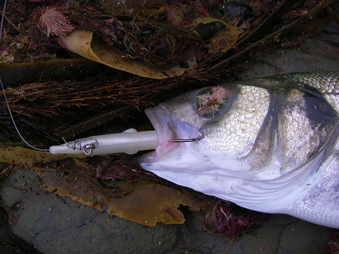 Notice I'm trying some Sebile clips to attach my lures. They are supposed to be pretty good so (if they don't let me down) it will make a change from my usual non-slip loop knot.