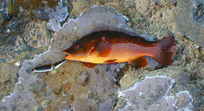 Only a couple of pounds but amazingly coloured.