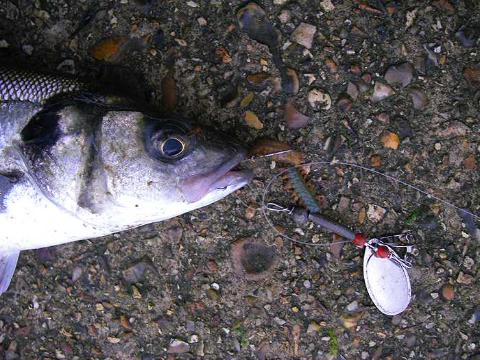 We wanted mullet but this was the only thing that took my spinner.'