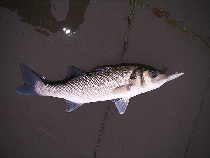 Well hooked - they rarely come off the huge hooks on these lures.