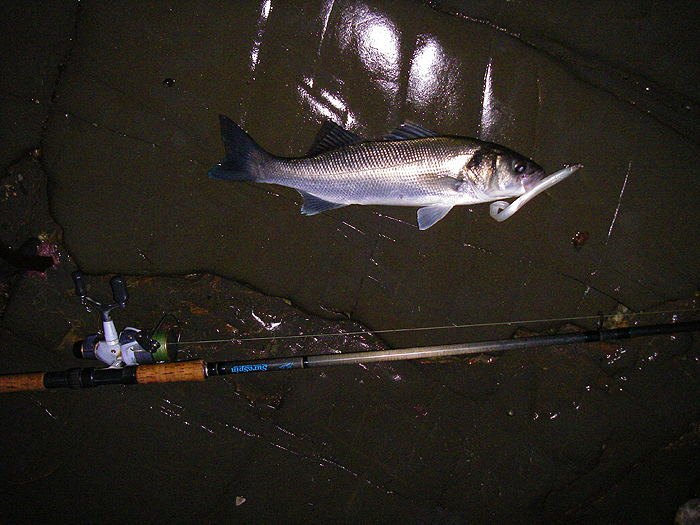 Notice that many of the fish seem rather hollow bellied. I wonder if they are having a hard time finding food?