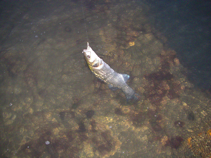 There's a limit to how many pictures of smallish bass anyone wants to see (and to how many I can be bothered to take).'