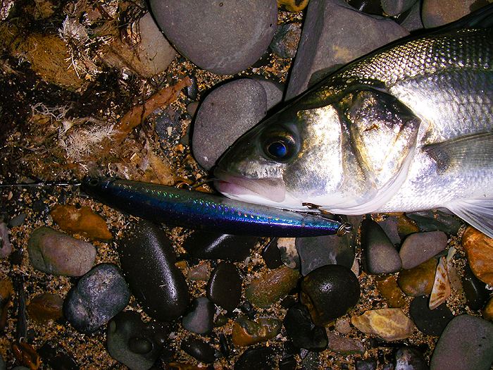 The bass was well hooked on the mid-body single. Only time will tell whether they are as effective as trebles.'