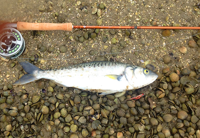 What a fish on the fly. Alan's tale was almost as good as fishing myself.