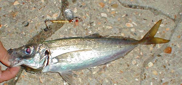 A 'spoon caught' scad