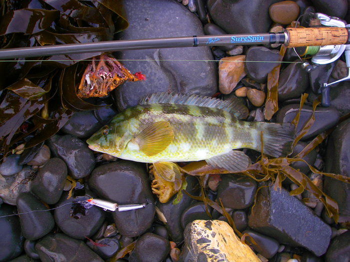 Not the largest wrasse I've ever caught but a nice fish on a slow morning.