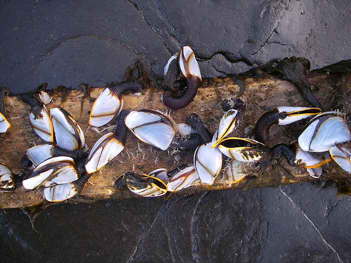 Even when the fishing's grim there's always something of interest. This piece of wood was washed up by the storm and had clearly been drifting across the Atlantic.