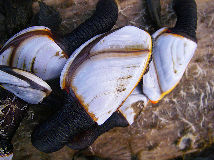 These creatures really are attractively marked. Always worth a picture.