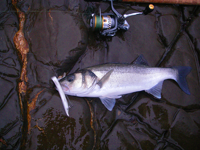 I had to show a fish of some sort. Rob had this one when we went a couple of days earlier.