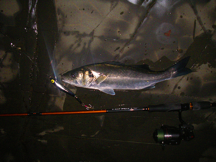 Taken on his plug. Earlier in the week it would have been impossible to fish any lure armed with a treble hook.