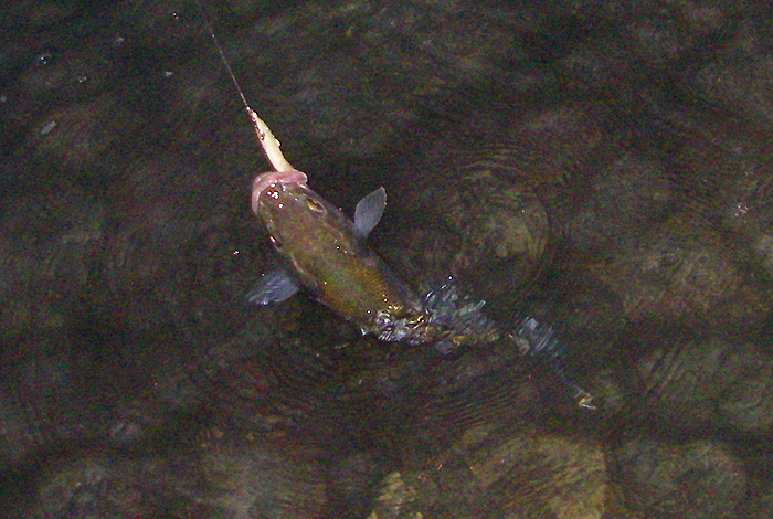 This one took my Redgill.