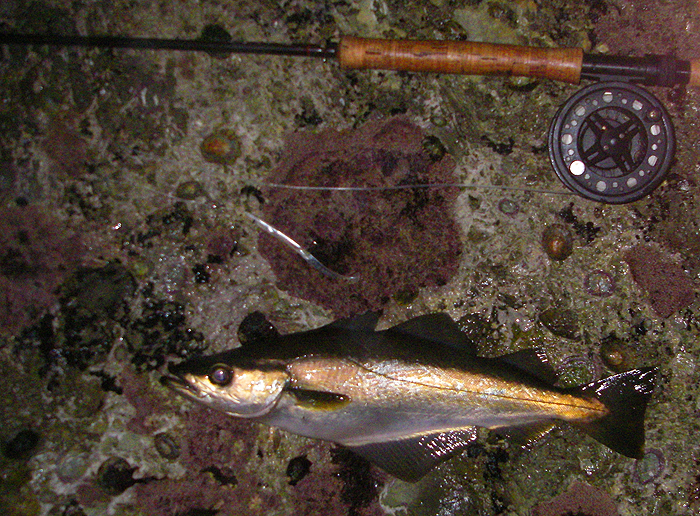 My first pollack taken on a small unweighted Redgill fished as a fly.