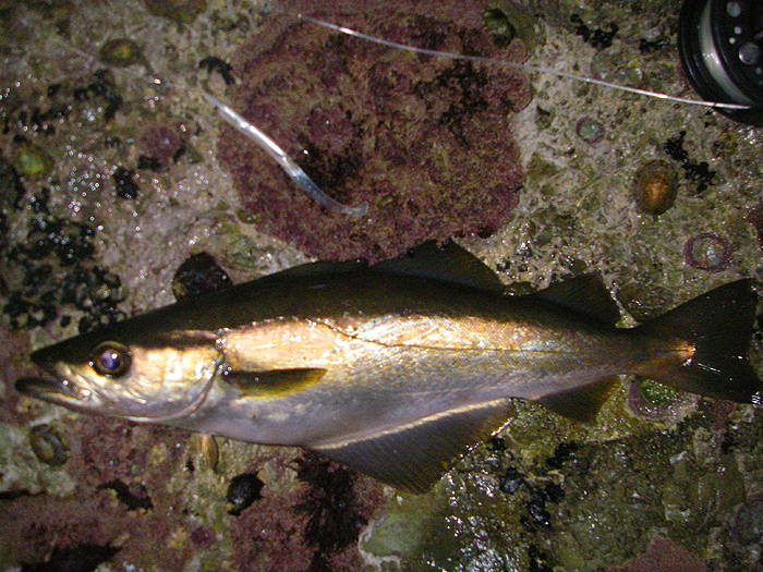 It went like a rocket after grabbing the 'fly'. Great excitement!