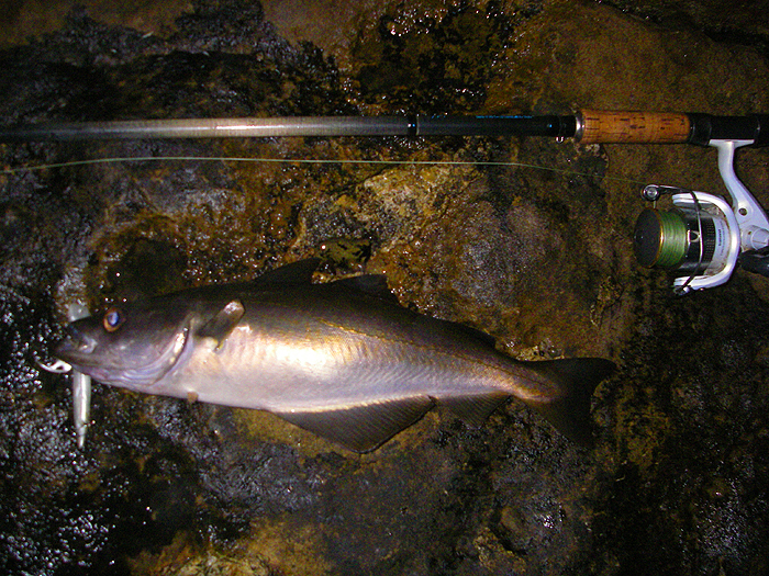 This one was caught by spinning with the larger lure.