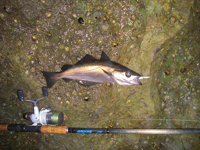 Most of them were decent fish - which makes a change.