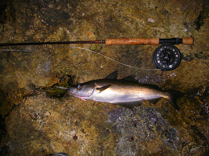 This one took the Redgill on my first morning session..