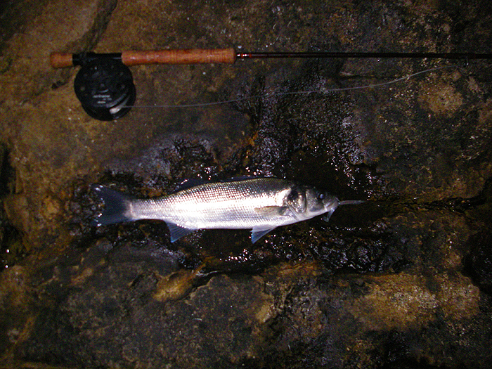 The last fish of my first session. Not big but very game on the fly rod.