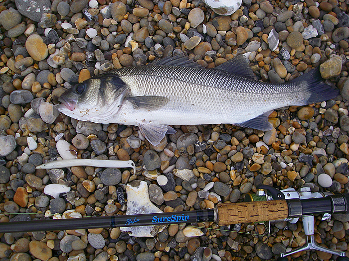 My lone Worbarrow bass taken on an 18cm pearl Evo Redgill.