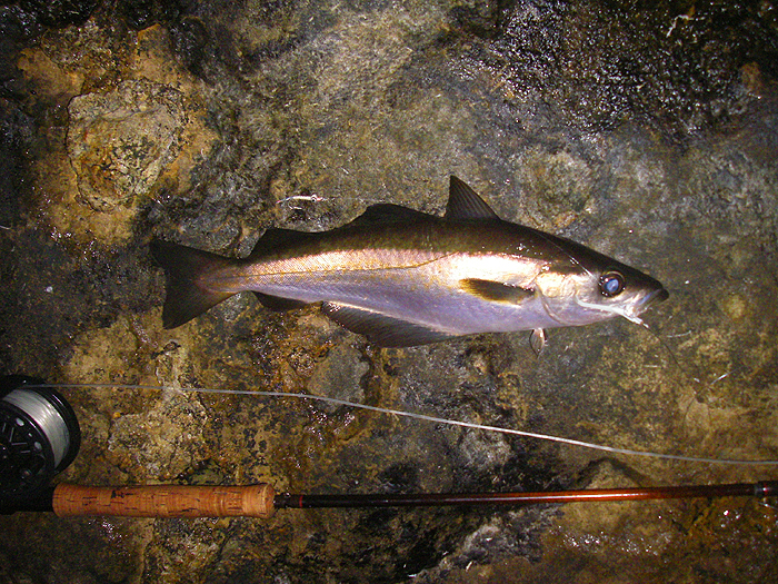 Just a sample of the fantastic fly sport we had at the crack of dawn. This one took a tiny Delta but most of the others were on the Clouser.