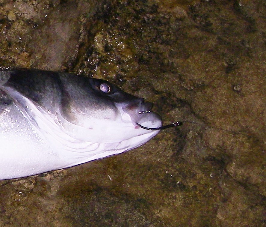 These circle hooks certainly do the job (unless they happen to accidentally foul the bait).