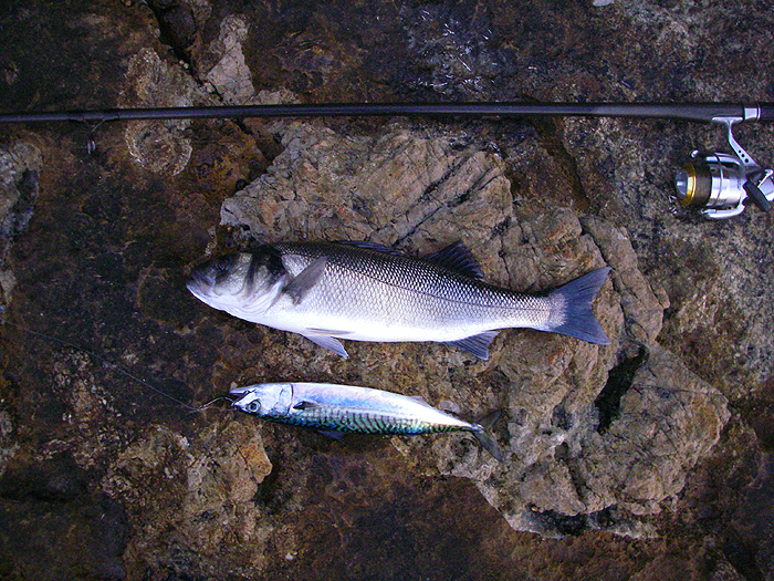 As you can see the large size of my baits doesn't guarantee monster bass but it's a nice fish nonetheless. Of course the mackerel is now dead after being taken by the bass.