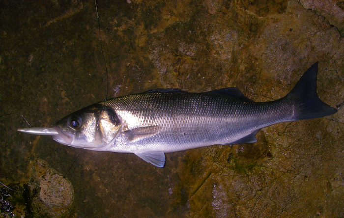 A nice, fat, hard fighting fish. The many missed bites were probably mostly pollack but I'm sure I would have had many more fish on an unweighted (slower moving) and slightly smaller bait.