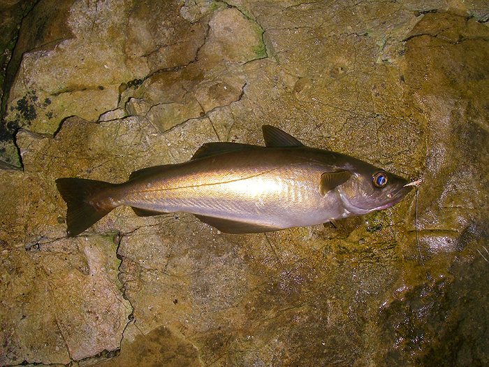 This was the only bite I had on the fly despite the fact that the sea was clearly full of fish.