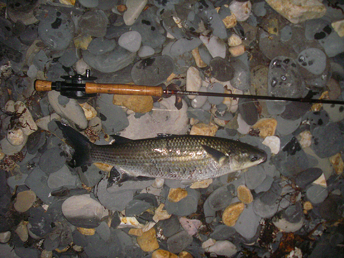 What fine fat, fighting fish they are.