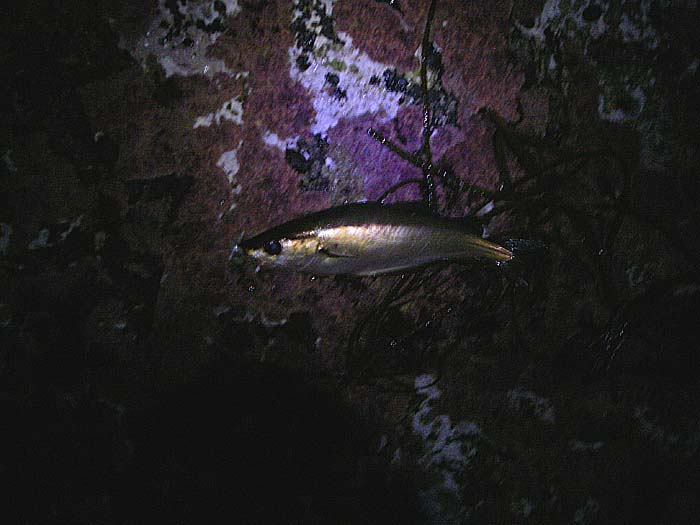 This was Phil's first (in the dark) on the quiet morning. He was unlucky to find things so slow.